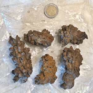 Coprolite